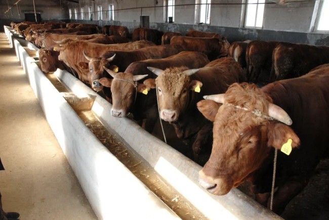 延边州多措并举壮大肉牛产业