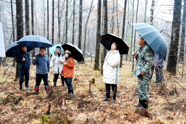 国家林草局国家公园中心副处长姜嫄一行到天桥岭林业有限公司调研